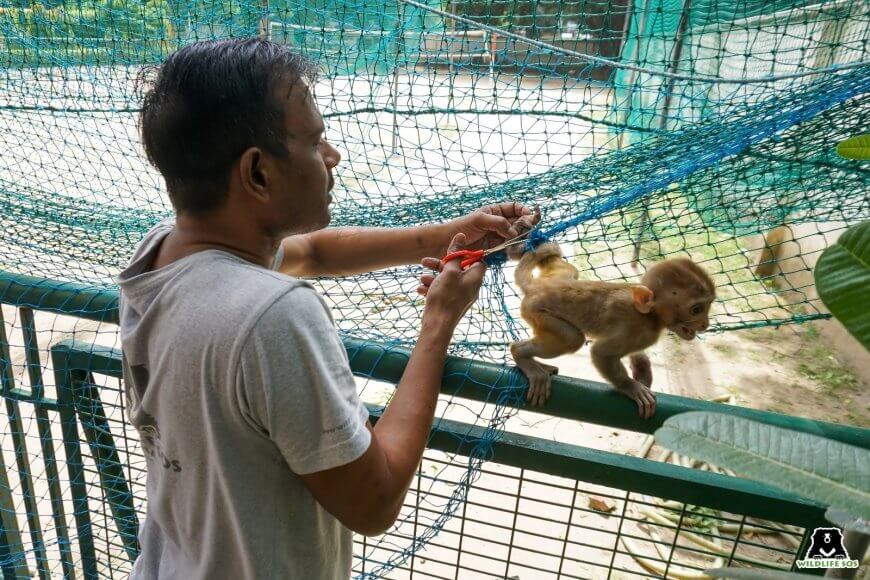 बुद्धिमान जानवरों के साथ सह अस्तित्व का तरीका निकालना ही होगा