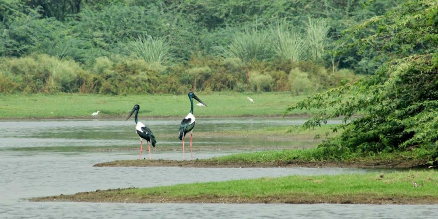 सूरसरोवर के ईको सेंसटिव जोन को लेकर विवाद गहराया, आंदोलन करेंगे पर्यावरण प्रेमी