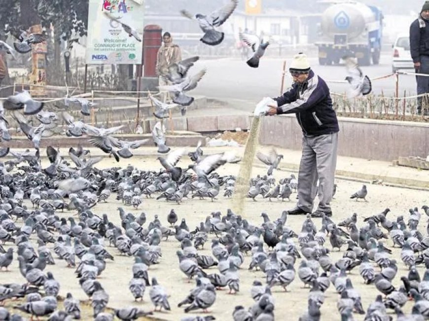 बीमारियों की जड़ हैं कबूतर, तौबा करो इस प्रदूषण से