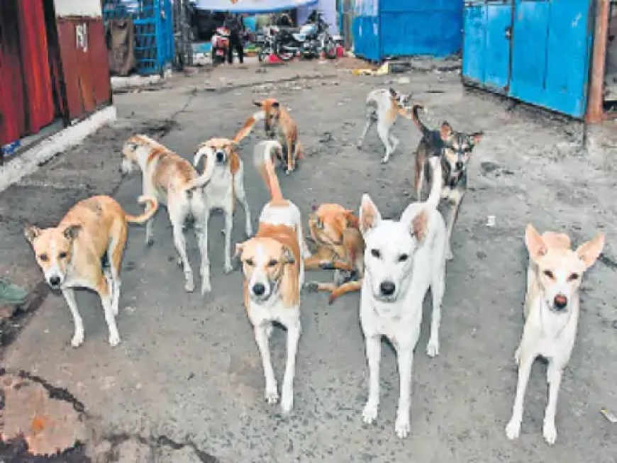 कुत्ते इंसान के सबसे भरोसेमंद साथी मगर आगरा में कुत्तों पर काबू और 'कुत्ता टैक्स' की उठी मांग, किसने और क्यों उठाई ? पढें