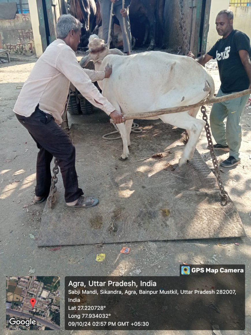 दीपावली से पहले शहर को आवारा पशुओं से मुक्त कराने को 21 से अभियान