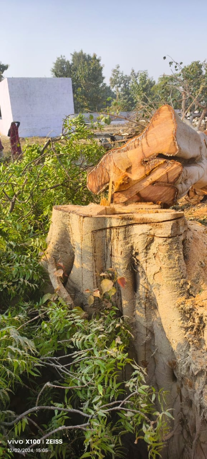 वृंदावन के बाद अछनेरा में हरे पेड़ों की बलि का दुस्साहस मिलीभगत के बगैर तो संभव नहीं दिखता